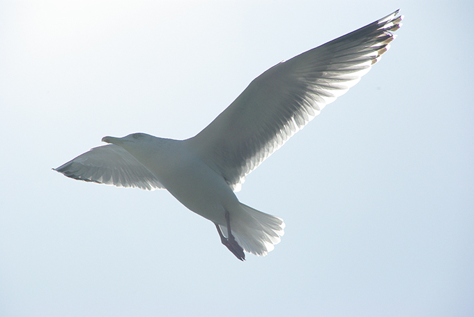 2-79,09,3,12-pentaxかもめ２雛祭り-262