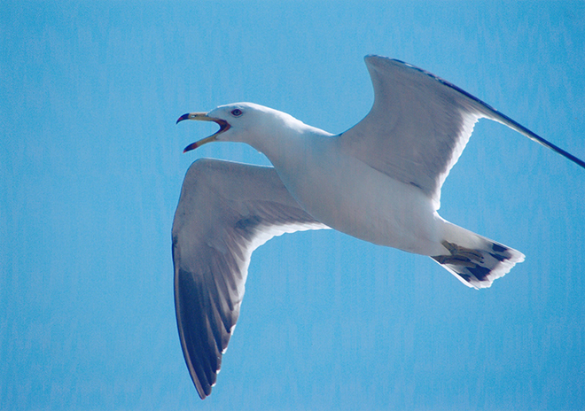 seagull_01